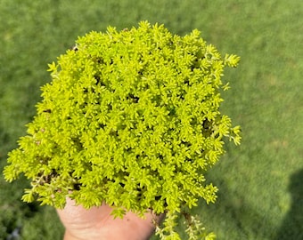 Puede incluir: Primer plano de una planta suculenta de color verde brillante con hojas pequeñas y delicadas. La planta se sostiene en una mano, mostrando su tamaño y textura.