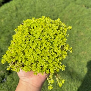 Sedum Acre Gold Moss - Live Plant Quad