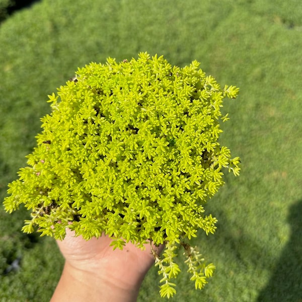 Sedum Acre Gold Moss - Live Plant Quad