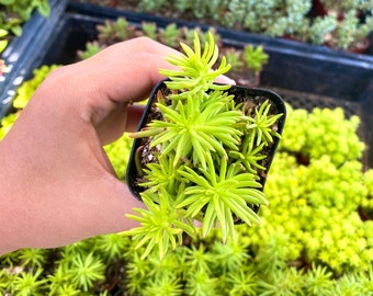 2" Sedum Angelina - Fully Rooted - Stonecrop - Groundcover