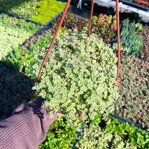 6&quot; Sedum Little Missy Live Plant - Stonecrop - Variegated