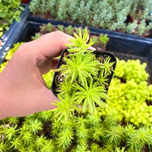 2&quot; Sedum Angelina - Fully Rooted - Stonecrop - Groundcover