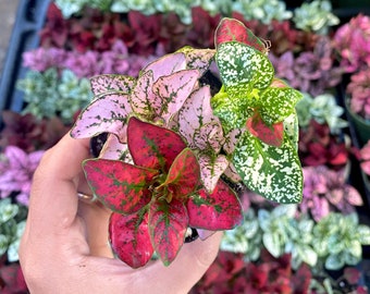 Tricolor Polka Dot Plant - Hypoestes phyllostachya - Live House Plant (2" Nursery Pot)