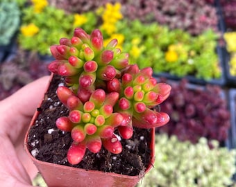 2" Sedum Rubrotinctum Jelly Beans - Stonecrop - Live Plant - Fully Rooted - Pork and Beans Sedum