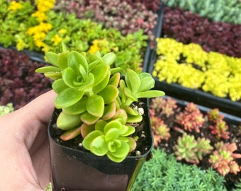 2" Sedum Confusum - Live Plant - Fully Rooted - Groundcover Sedum