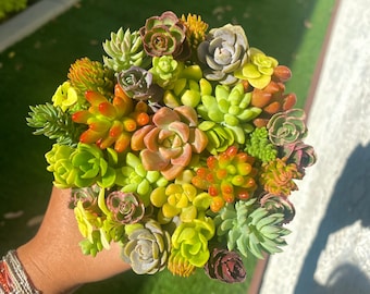 30 Unrooted Sedum & Succulent Cutting Mix  - Donkey Tail - Tricolor - Brevifolium - Sedum Jelly Beans - Chinese Dunce Cap