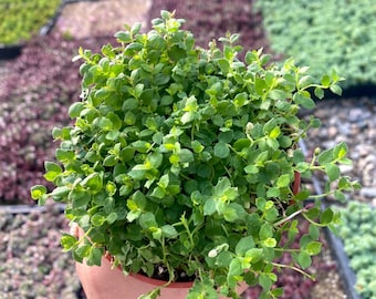 4” Isotoma Blue - Blue Star Creeper Ground cover