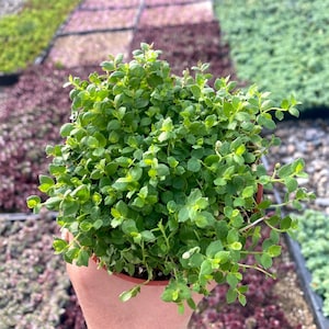 4” Isotoma Blue - Blue Star Creeper Ground cover