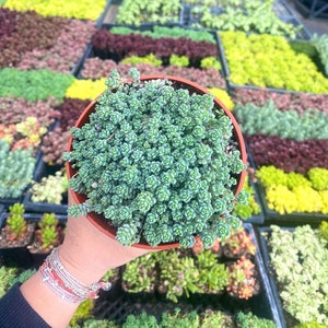 4" Sedum Hispanicum - Spanish Stonecrop