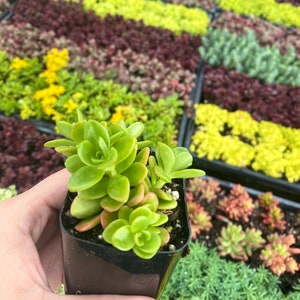 2&quot; Sedum Confusum - Live Plant - Fully Rooted - Groundcover Sedum
