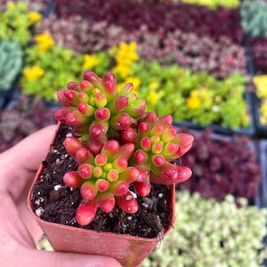 2" Sedum Rubrotinctum Jelly Beans - Stonecrop - Live Plant - Fully Rooted - Pork and Beans Sedum