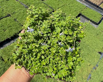Isotoma - Blue Star Creeper - Live Plant Quad