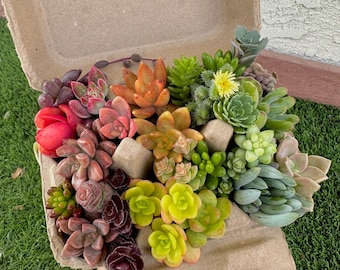 Rainbow Mini Succulent Cuttings in Egg Carton