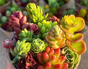 May include: A close-up of a small, paper pot filled with a variety of colorful succulents. The succulents display shades of green, red, and yellow. Other pots with similar arrangements are visible in the background.