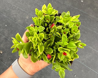 May include: A small succulent plant with bright green leaves and small red flowers. The plant is being held in a hand.
