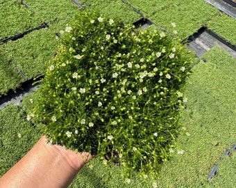 Irish Moss - Live Plant Quad