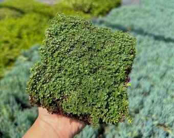 Elfin Thyme - Live Plant Quad