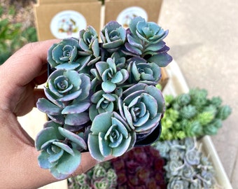 15 Sedum Cauticola 'Lidakense' Cuttings - Stonecrop - Groundcover - Cuttings - UNROOTED