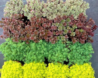 May include: Assortment of succulent plants in pots, arranged in four rows. The top row features plants with green and white leaves, the second row has reddish-purple leaves, the third row has green leaves, and the bottom row has bright yellow leaves.