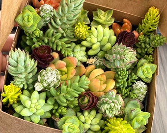 20 Pack Sedum and Succulent Cuttings - Unrooted - 10 Different Varieties