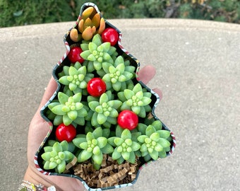 10 Pack Sedum Donkey Tail Cuttings in Cute Christmas Tree Tin Box - Succulent Christmas Gift - Donkey Tail Cuttings
