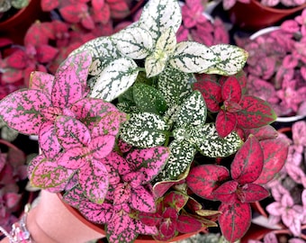 Mélange de plantes à pois 4" - plante d'intérieur vivante - plante à pois rouge rose blanc