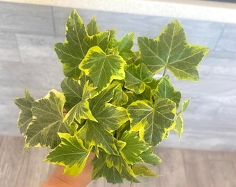 4" Gold Child English Ivy - House Plant