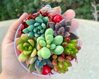 Succulent Cutting Christmas Ornament - Succulent Christmas Gift - Succulent Ornament