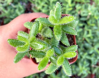 2" Delosperma Echinatum - Pickle Plant - Pickle Ice Plant - Fully Rooted