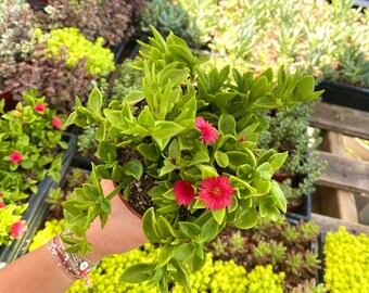 4" Aptenia Red Apple - Variegated Ice plant - Baby Sunrose - Drought Tolerant