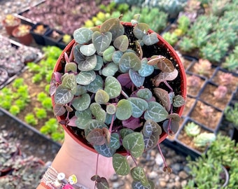 String of Hearts Plant: Ceropegia Woodii, 4&quot; Trailing Succulent