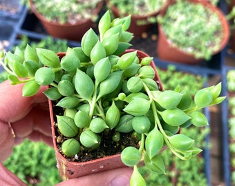 2&quot; String of Tears Succulent - Curio Rowleyanus