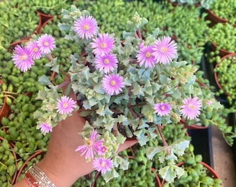 Pink Iceplant Succulent - Oscularia Deltoides - Drought Tolerant