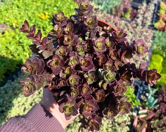4” Sedum Spurium 'Red Carpet': Hardy Groundcover Succulent