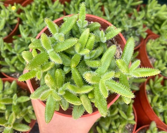 3.5" Delosperma Echinatum - Pickle Plant - Pickle Ice Plant - Fully Rooted