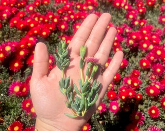 10 Red Ice plant Cuttings