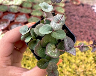 2" String of Hearts Live Plant | Ceropegia Woodii | Rooted Trailing Heart Succulent