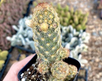 2" Mammillaria Elongata - Ladyfinger Cactus