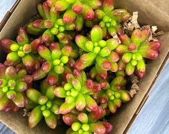 12 Jelly Bean Sedum Cuttings - Unrooted Sedum Rubrotinctum