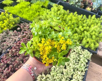 4" Sedum Confusum - Live Plant - Fully Rooted - Groundcover Sedum