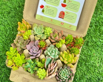 May include: An assortment of colorful succulent cuttings in a recycled cardboard egg carton. The succulents vary in shades of green, pink, and purple. A small card with planting instructions is visible. The text on the card reads "cutting instructions."