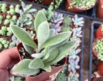 2" Kalanchoe Panda Plant (Kalanchoe Tomentosa)