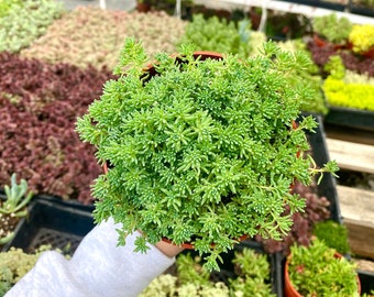 Puede incluir: Una pequeña planta suculenta verde en una maceta marrón. La planta es una opción popular para los jardines de interior y es conocida por su bajo mantenimiento.