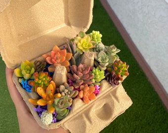 Mini Succulent Cuttings in Egg Carton - Easter Succulents