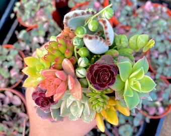 12 Mini Succulent Cuttings | Unrooted Assorted Sedum & Succulent Mix | Tiny Fairy Garden Plants | Live Succulent Cuttings