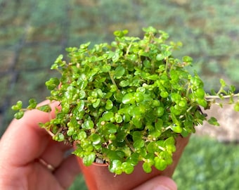 2" Baby Tears - Soleirolia Soleirolii - Live Plant - Fully Rooted