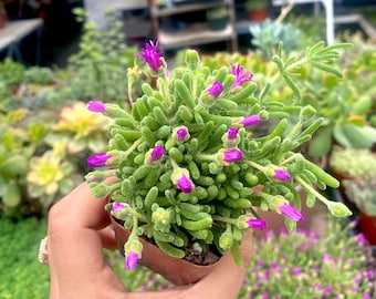 2” Rosea Purple Iceplant - Drosanthemum Floribundum