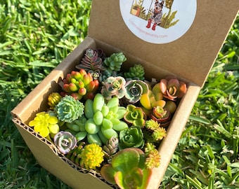 May include: A cardboard box filled with a variety of small green succulents. The box is open and the succulents are visible. The box has a sticker on the side that says "cristina's garden" and "cristinasgarden.etsy.com".