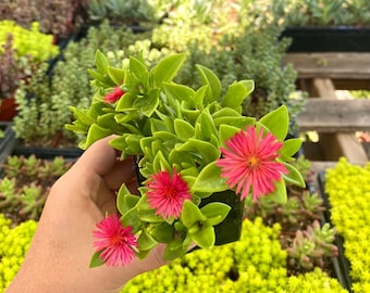 2&quot; Aptenia Red Apple - Variegated Ice plant - Baby Sunrose - Drought Tolerant