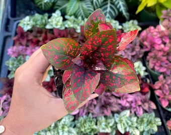 Red Polka Dot Plant: Hypoestes phyllostachya, Live House Plant (2" Pot)